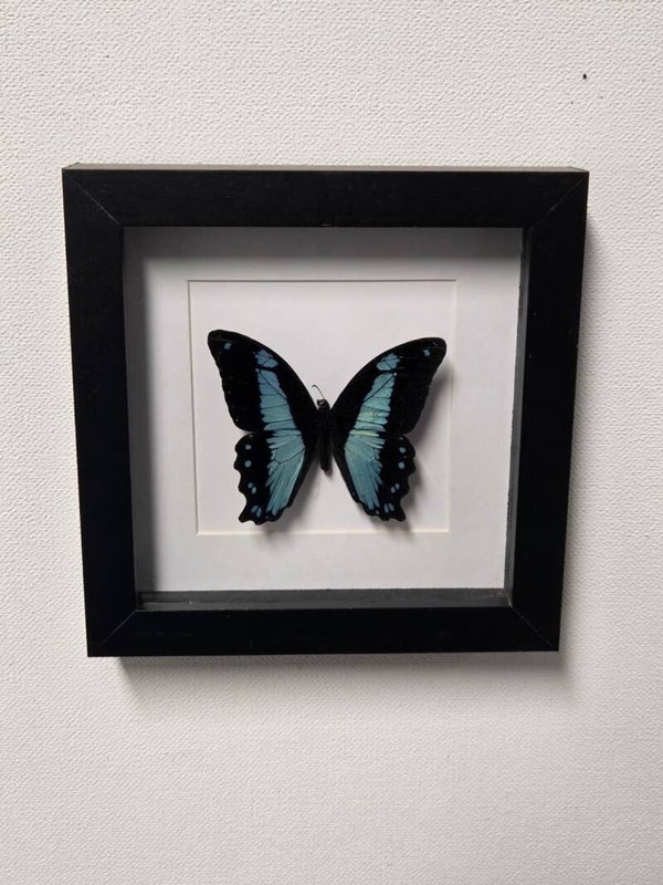Papilio Bromius