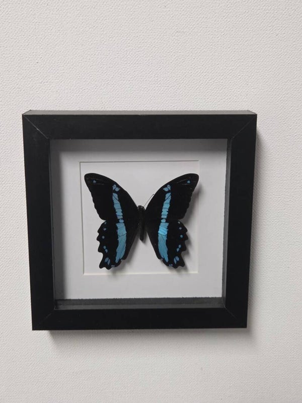 Papilio nireus