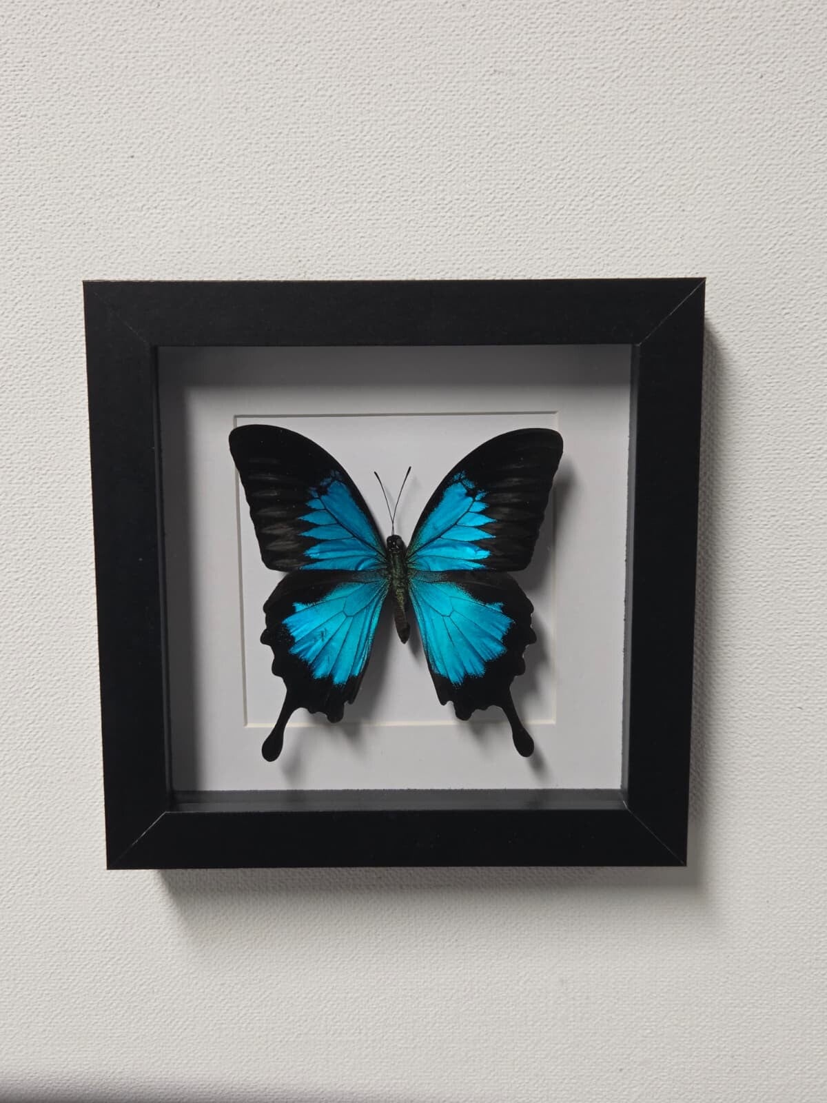 Papilio Ulysses