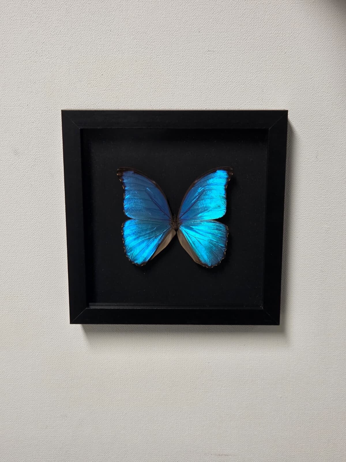 Morpho didius
