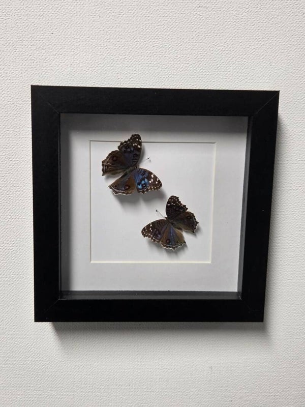 2 x Junonia rhadama