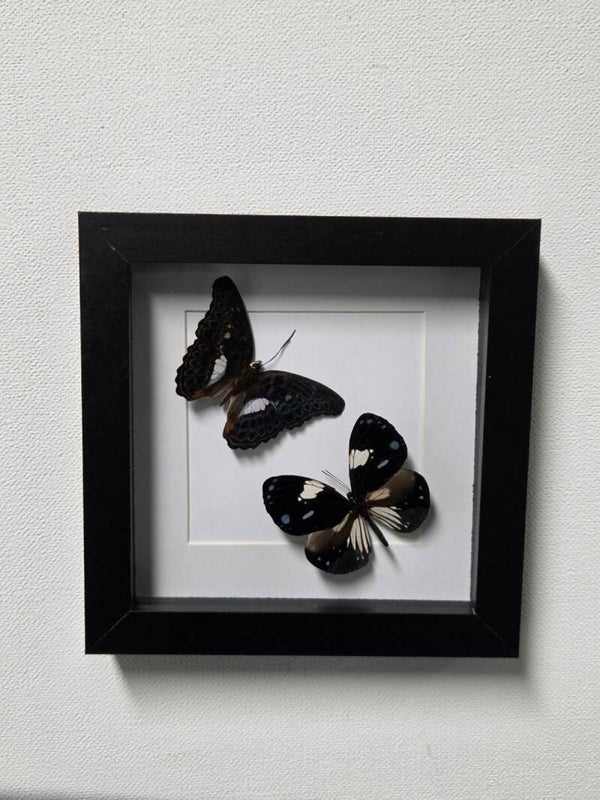 Moduza lymire & Euploea Diocletianus