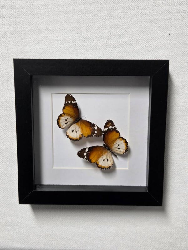 2x Danaus Chrysippus