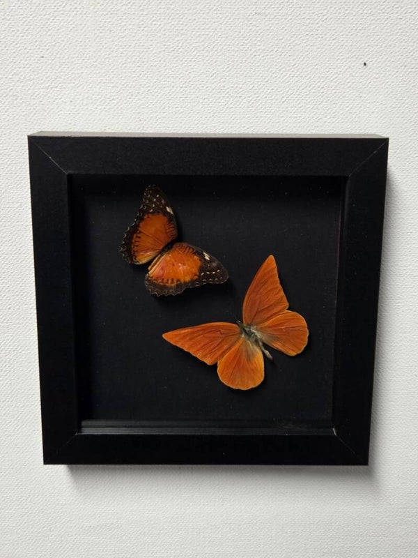 Appias nero, Cethosia biblis