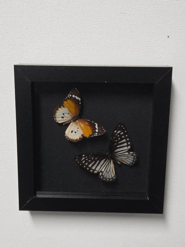 Danaus Chrysippus & Papilio clytia