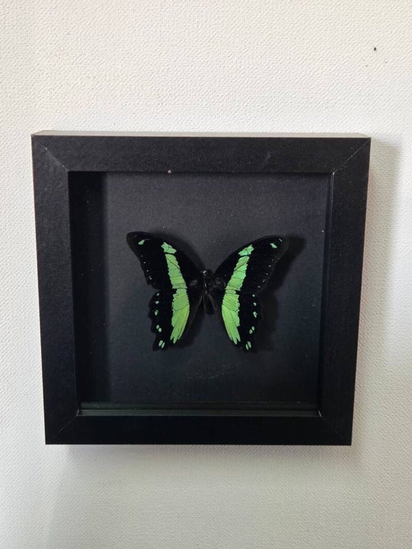 Papilio bromius