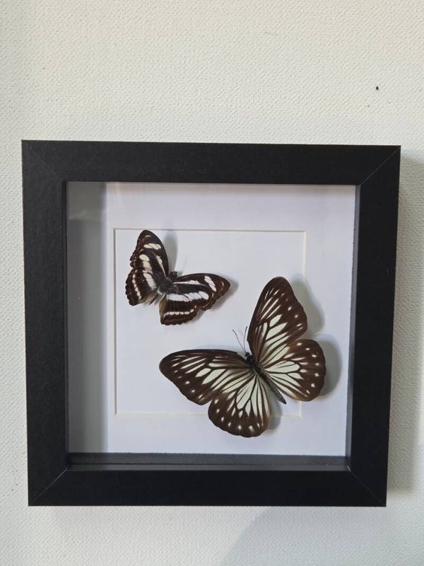 Neptis & Pareronia tritaea