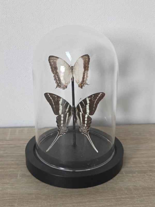 Graphium Rhesus & Cyrestis