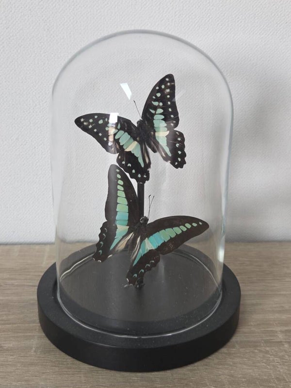 Graphium Sarpedon & Graphium Doson