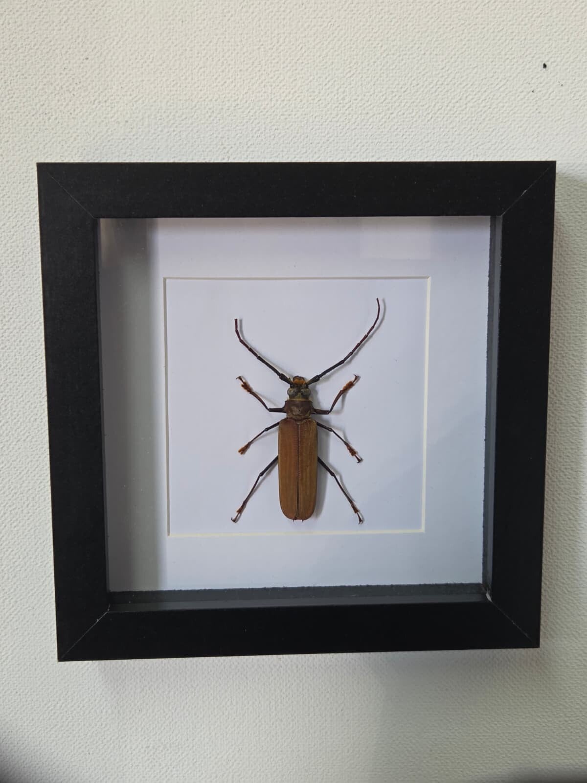 Callipogon armillatus