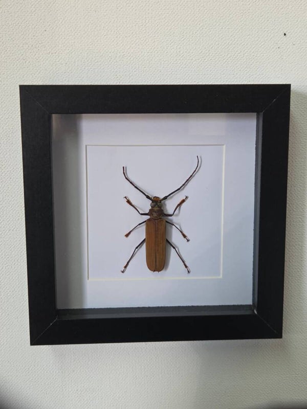 Callipogon armillatus
