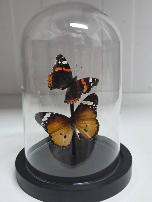 Vanessa atalanta, Danaus Chrysippus