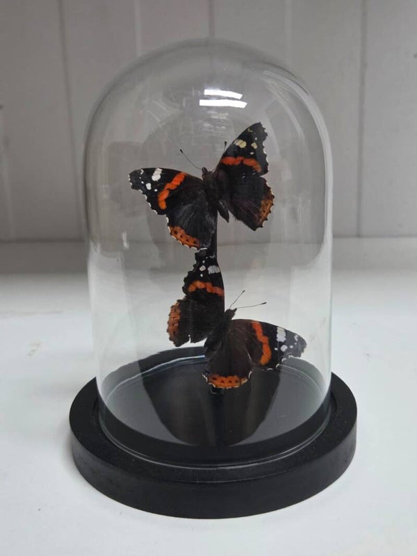 Vanessa atalanta, Vanessa atalanta