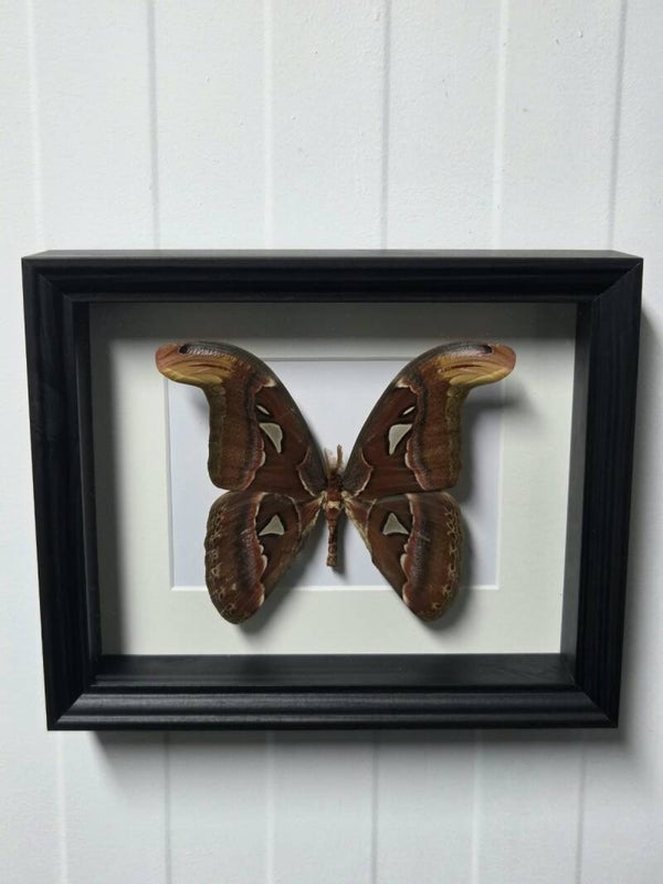 Attacus atlas
