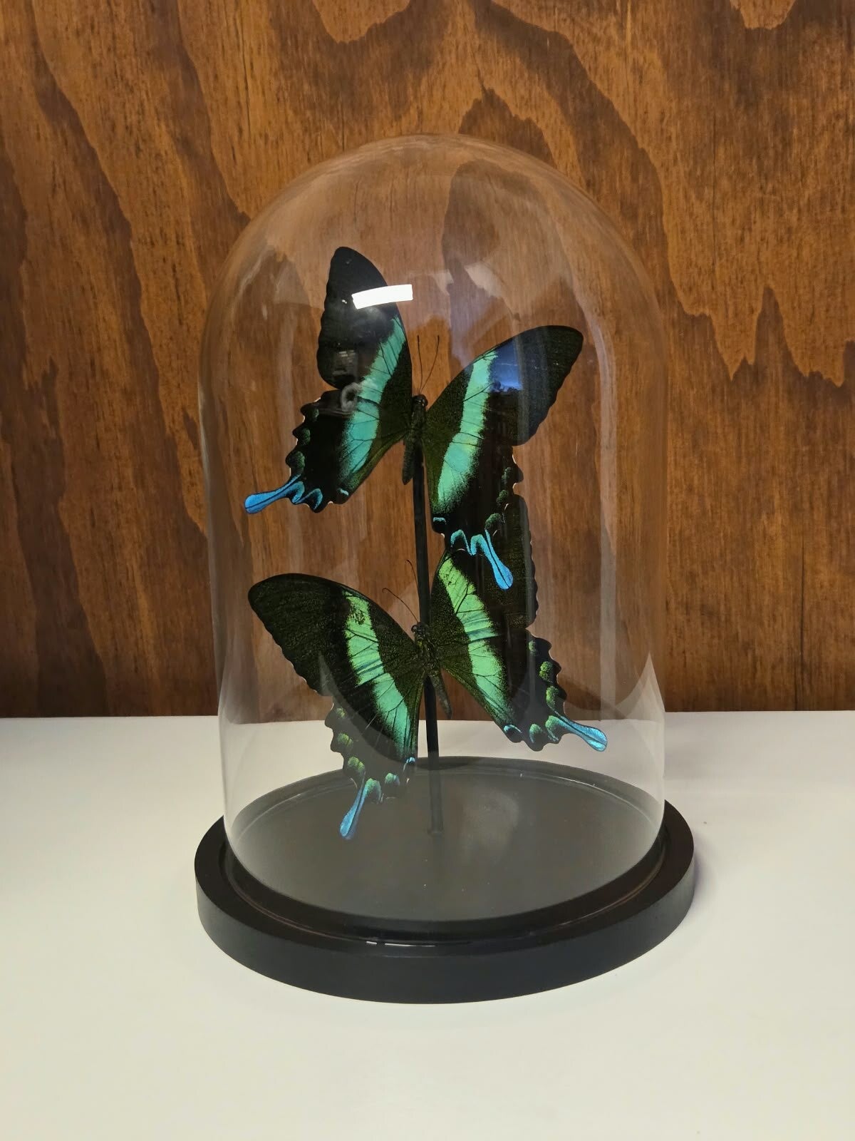 Papilio blumei