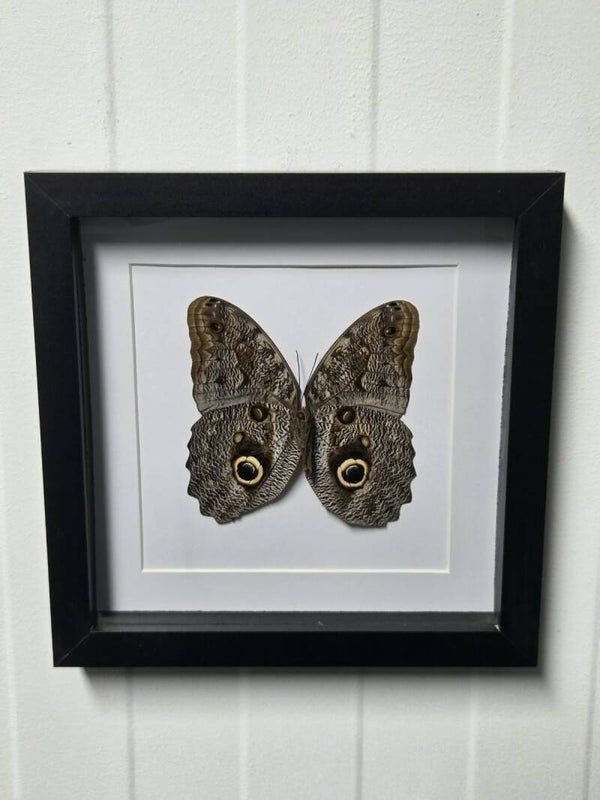 Caligo Telamonius, Uiloog
