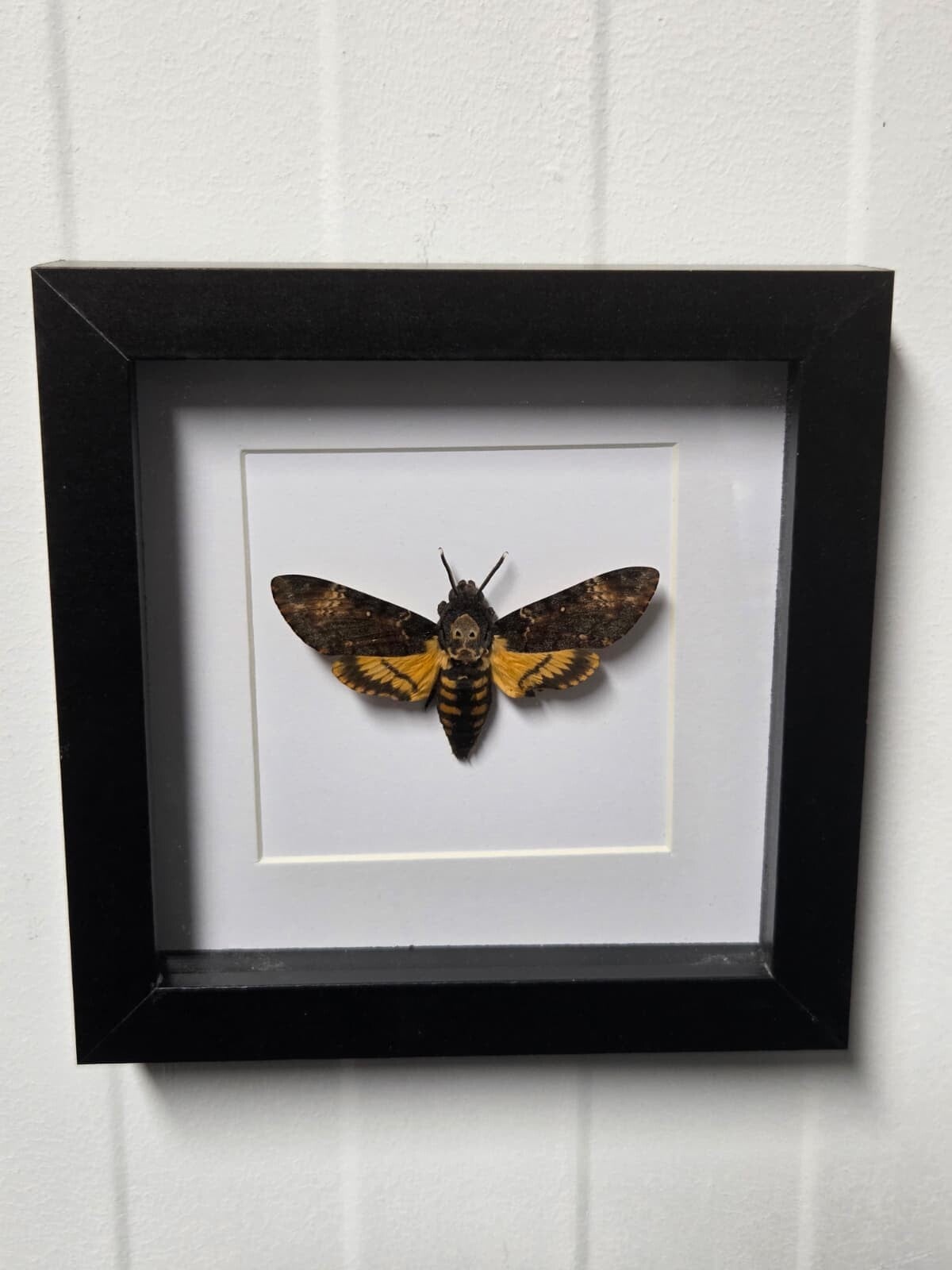 Acherontia Atropos, Doodshoofdvlinder