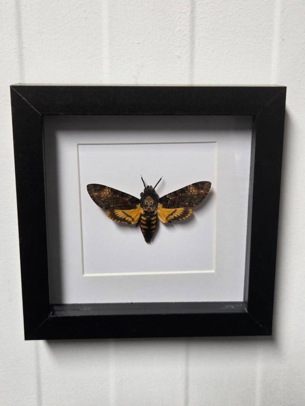 Acherontia Atropos, Doodshoofdvlinder