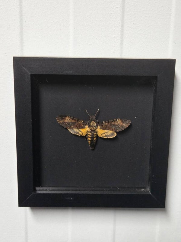 Acherontia Atropos, Doodshoofdvlinder