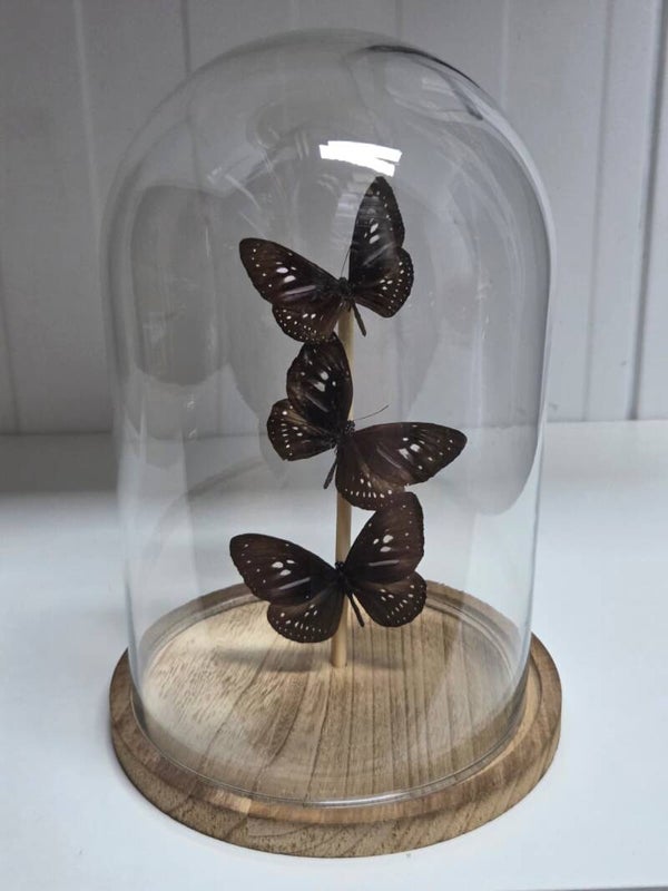 Euploea Algea Horsfieldii