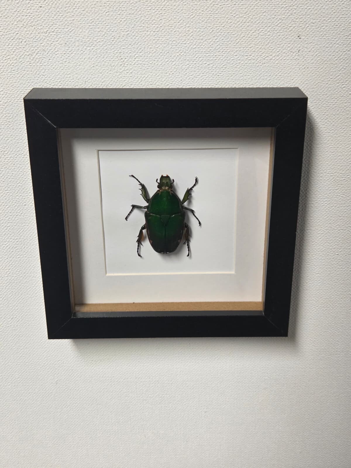 Mecynorrhina polyphemus confluens