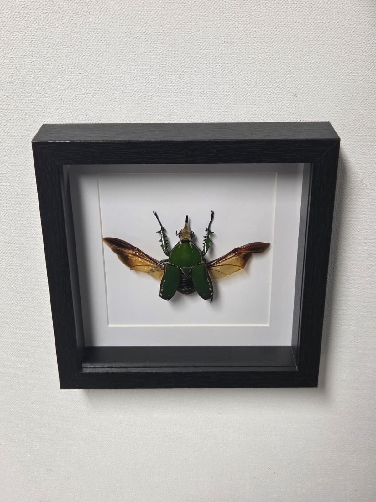 Mecynorhina torquata