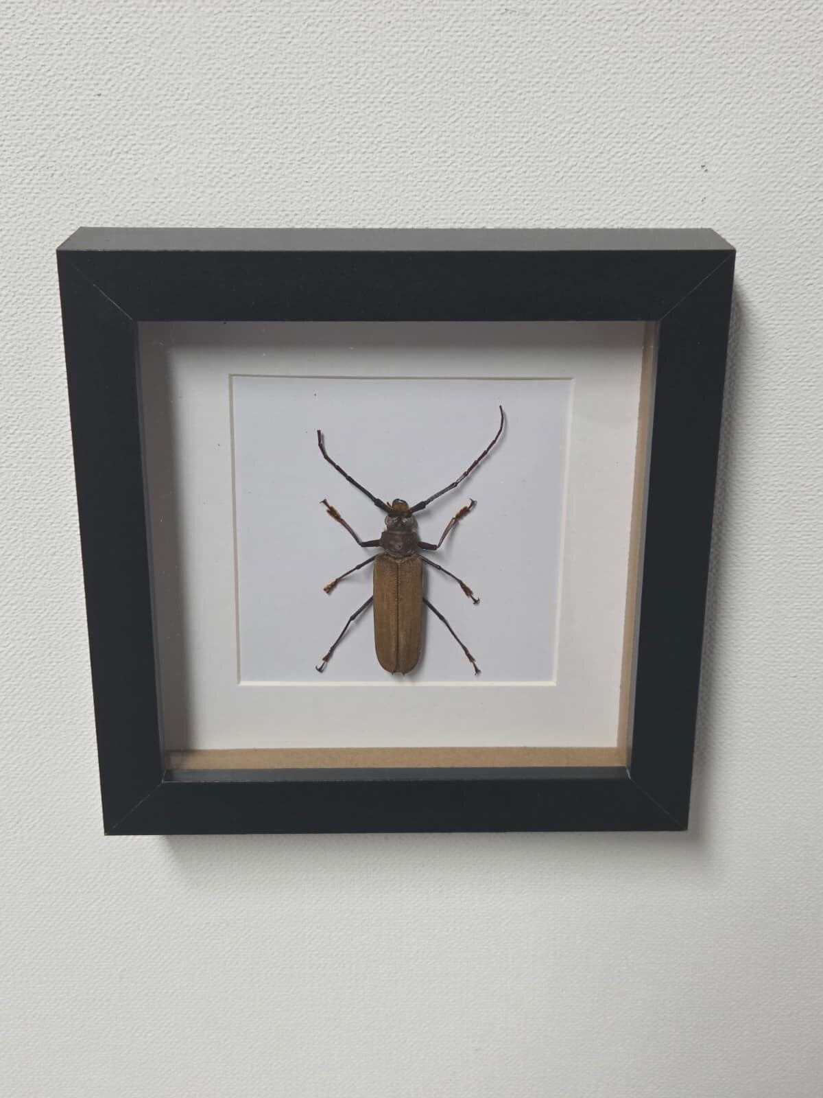 Callipogon armillatus