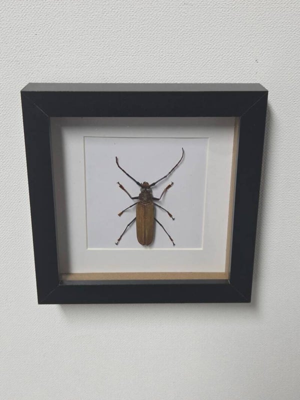 Callipogon armillatus