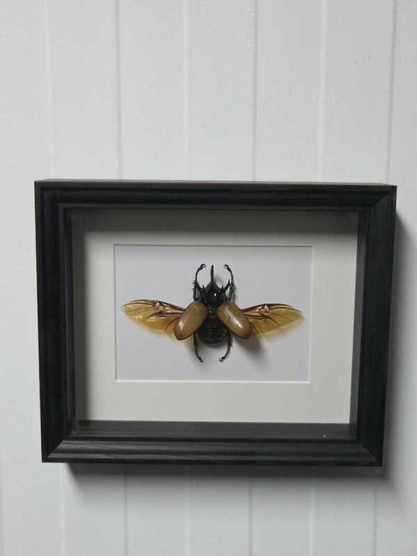 Eupatorus Gracillicornis, neushoorn kever