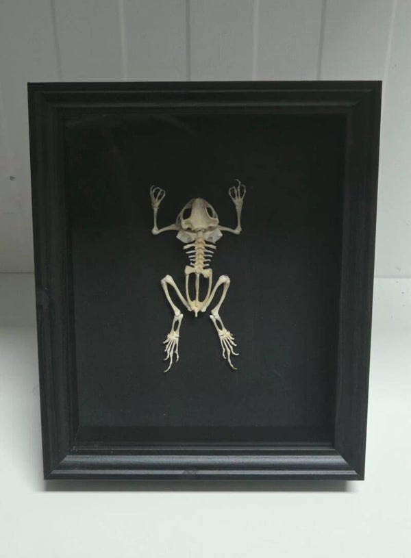 Kikker skelet