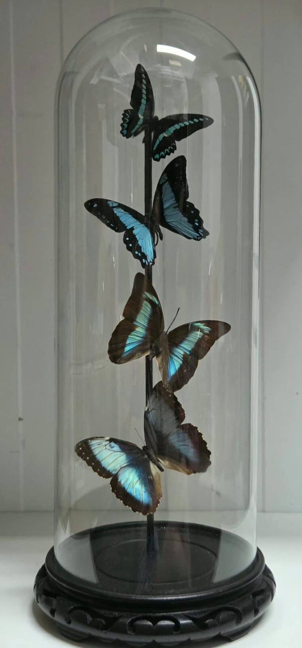 Graphium milon, Papilio bromius, Archaeoprepona amphimachus, Morpho deidema
