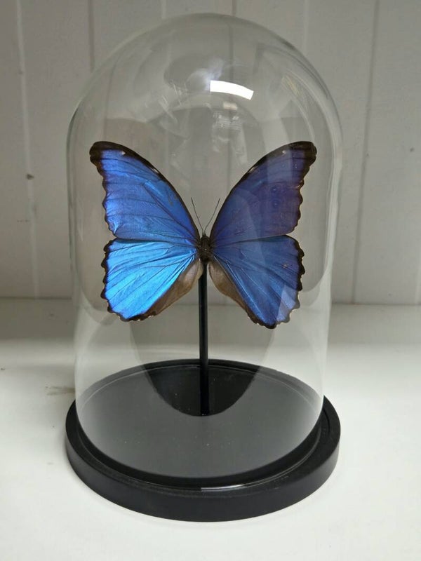 Morpho didius