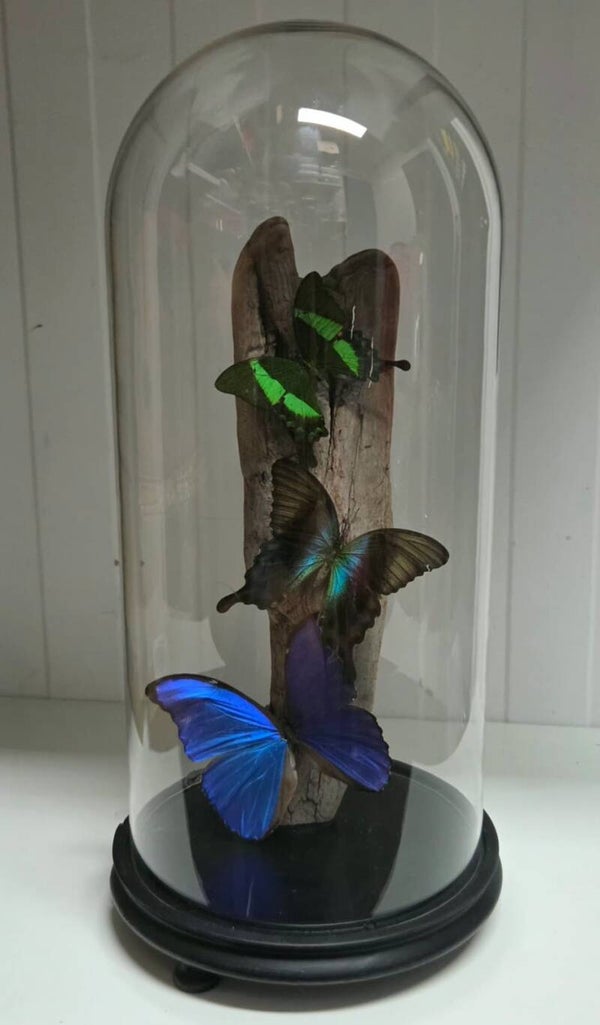 Morpho didius, Papilio peranthus, Papilio deadalus