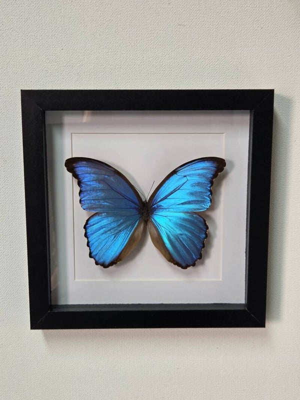 Morpho didius