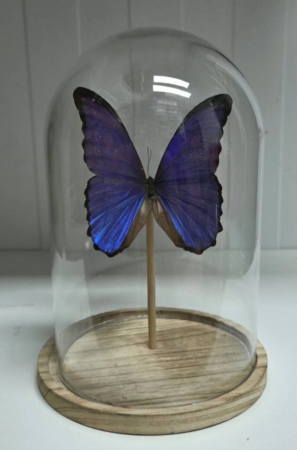 Morpho didius