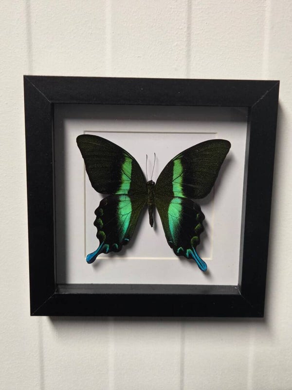 Papilio Blumei