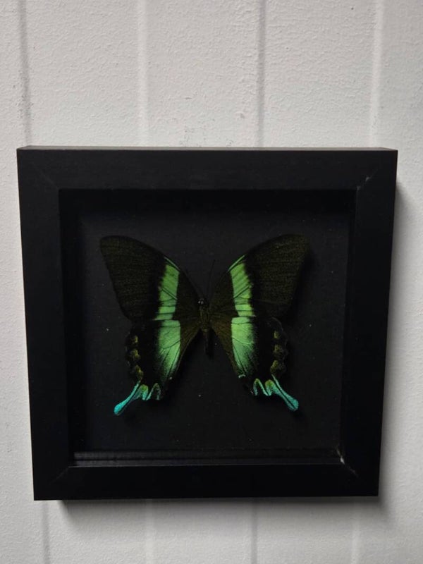 Papilio blumei