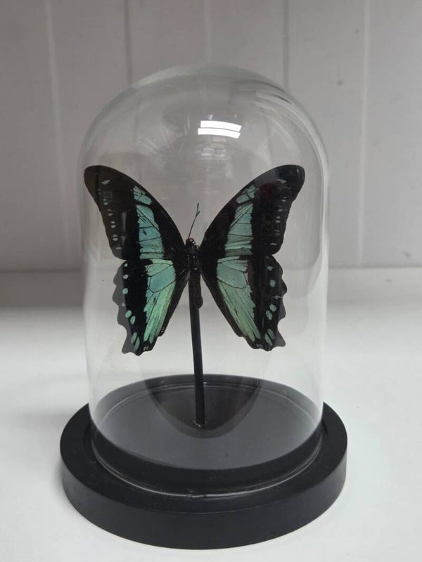 Papilio bromius