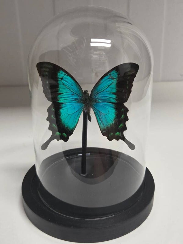 Papilio lorquianus
