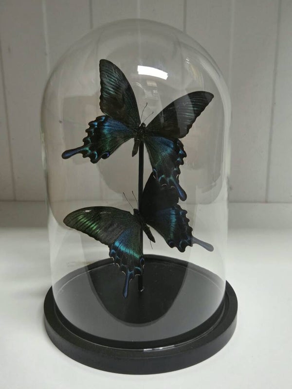 Papilio maackii