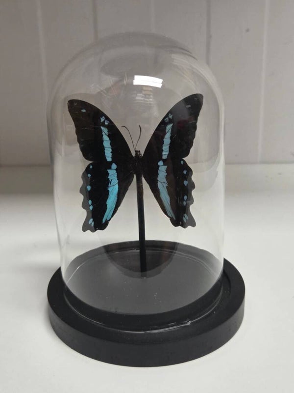 Papilio nireus