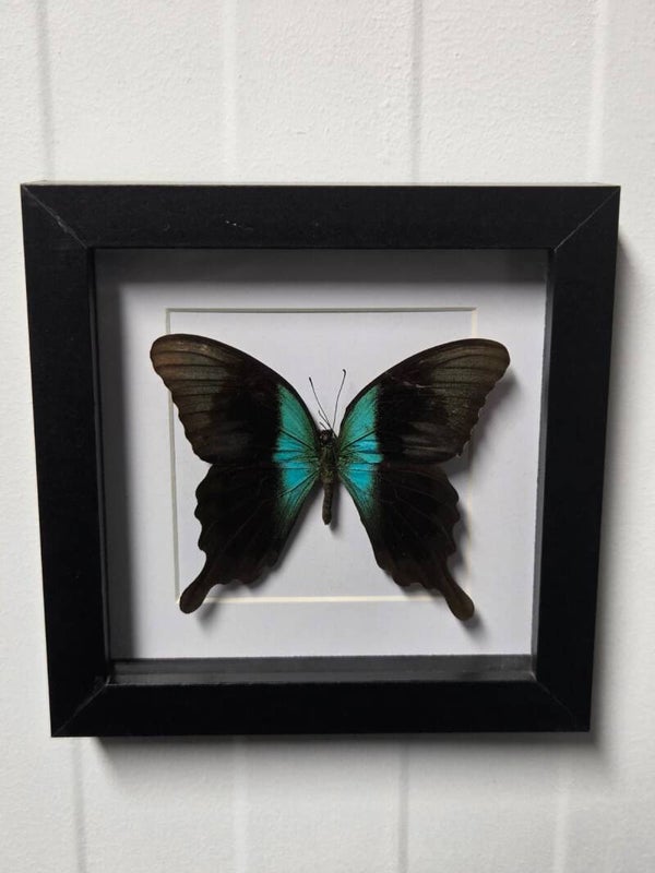 Papilio peranthus adamantius