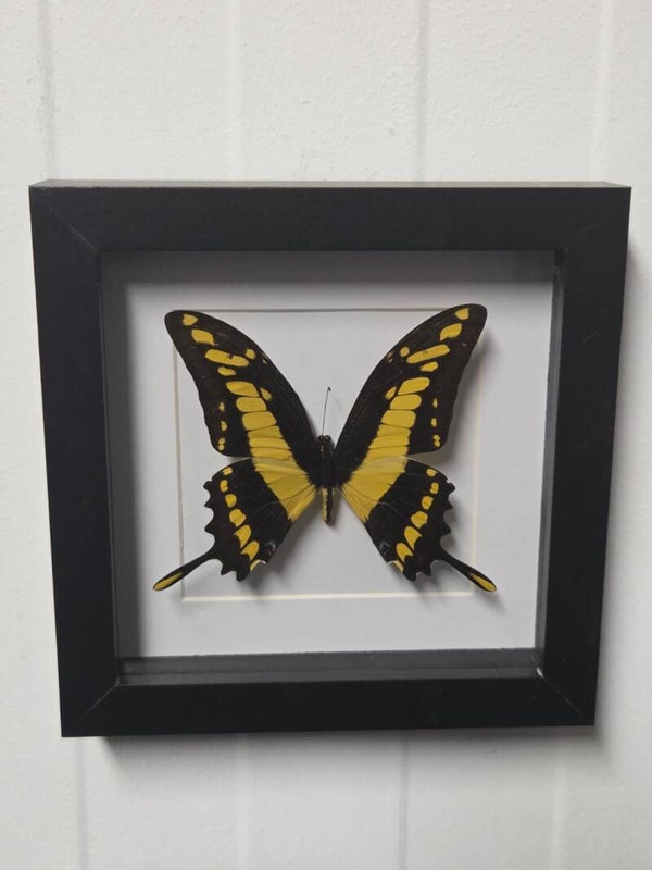 Papilio thoas