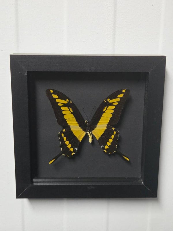 Papilio thoas