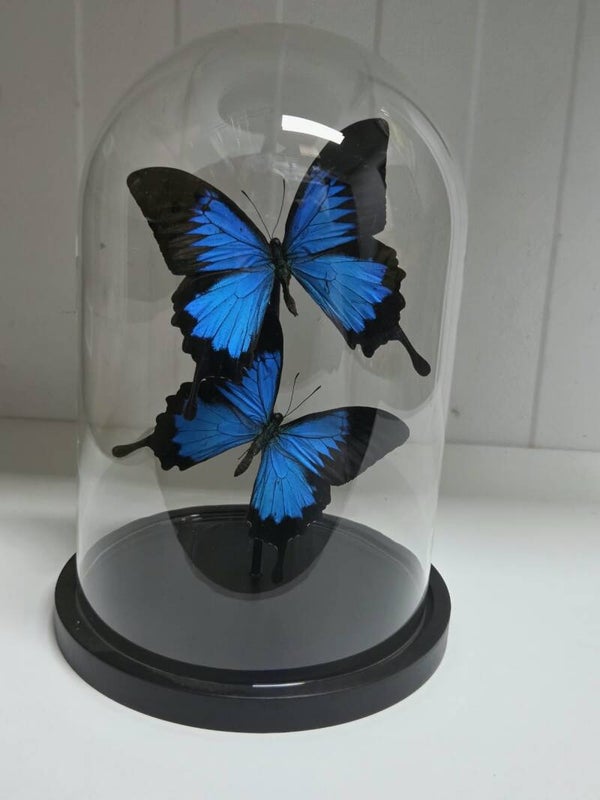 Papilio ulysess