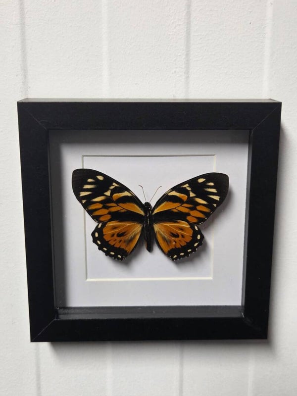 Papilio zagareus