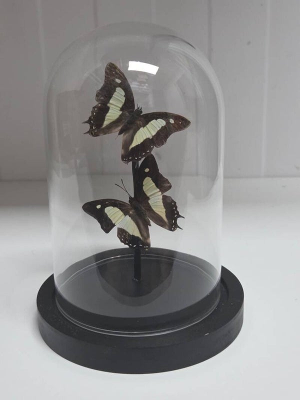 Polyura athamas, Polyura athamas