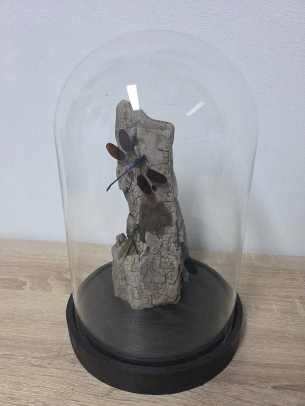 Vestalis Luctuosa, Vestalis Luctuosa, Neurobasis Kaupi