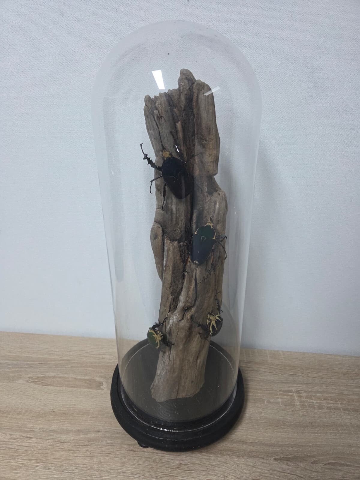 Mecynorrhina torquata 4 x