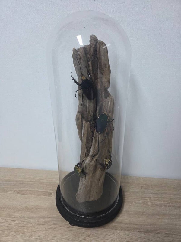 Mecynorrhina torquata 4 x